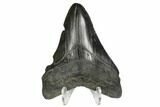 Serrated, Fossil Megalodon Tooth - South Carolina #170348-2